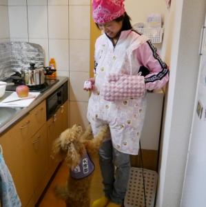 タイマーの音が鳴ったことを教えている聴導犬 タイマーの音が鳴ったことを教えている聴導犬