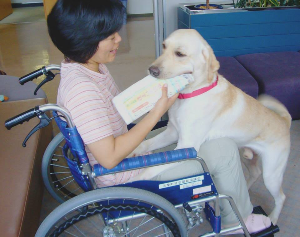 介助犬の仕事4-ものをとってくる ものをとってくる