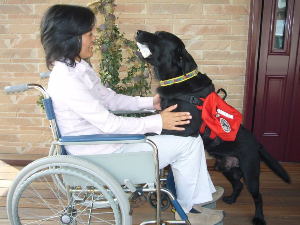 介助犬の仕事3-おとしもの拾う おとしもの拾う