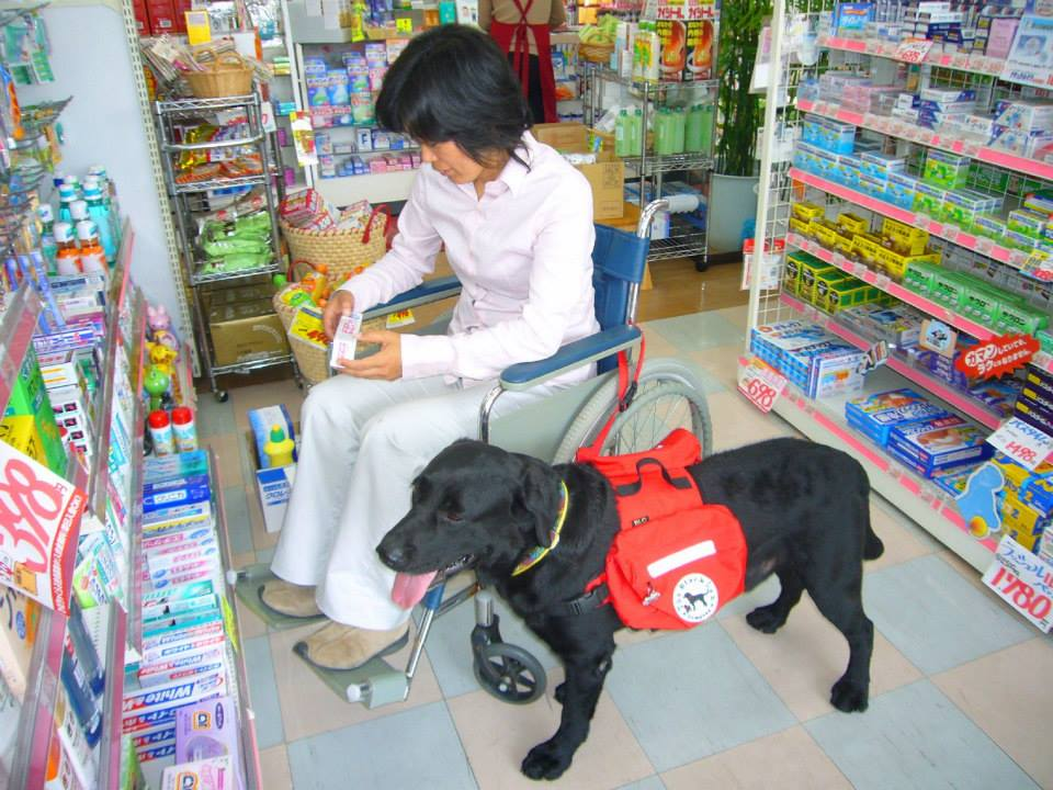 介助犬の仕事日常生活の手伝い 日常生活の手伝い