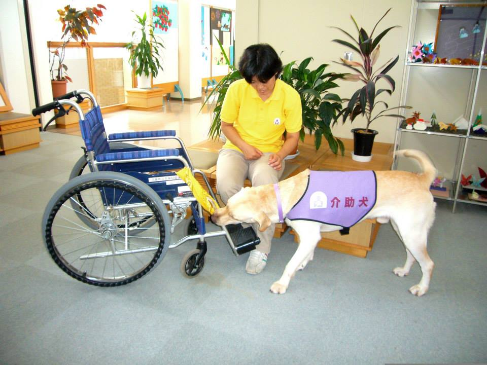 介助犬の仕事7-車いすをもってくる 車いすをもってくる