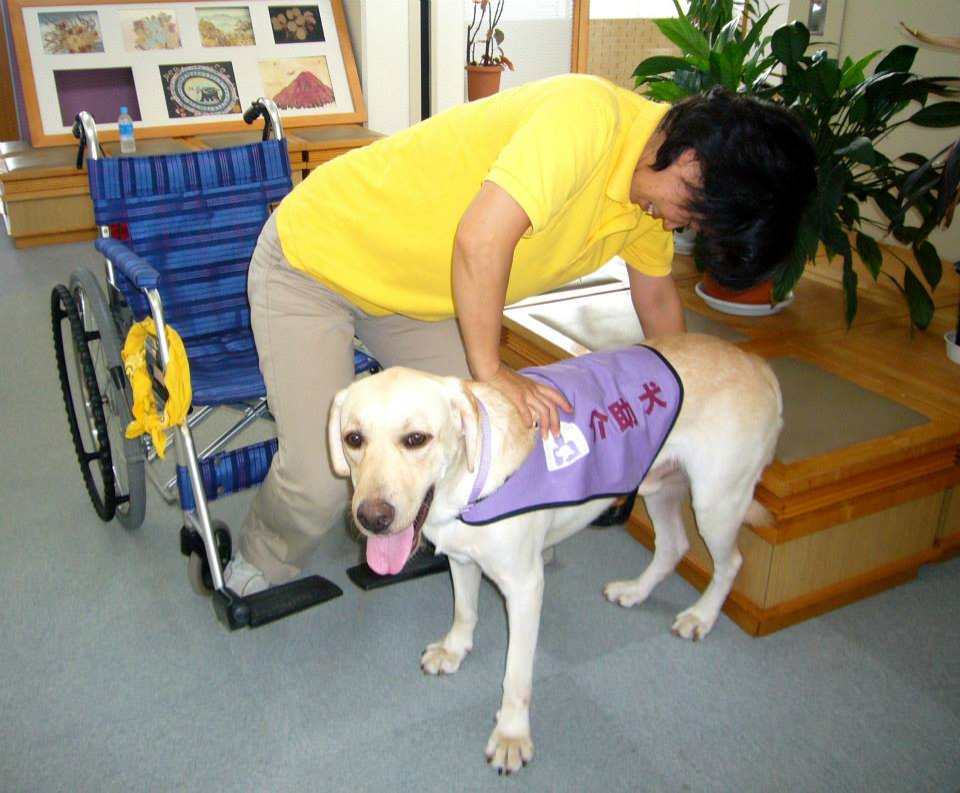 介助犬の仕事6-歩行・移動の支えをする 歩行・移動の支えをする