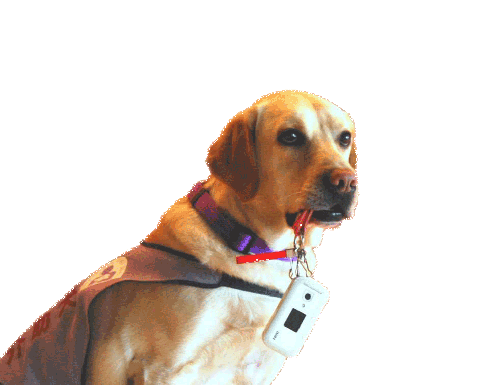 介助犬ってなにをするの 介助犬ってなにをするの